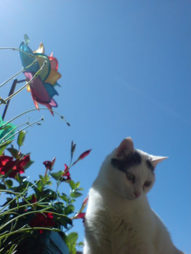 Picture of a cat / kitten / feline