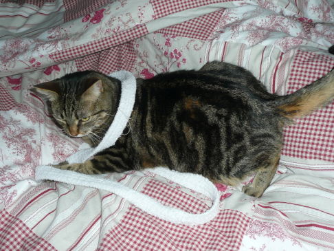 Picture of a cat / kitten / feline