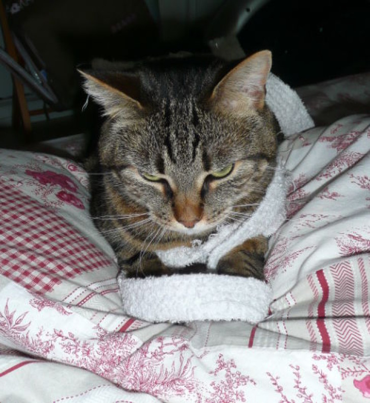 Picture of a cat / kitten / feline