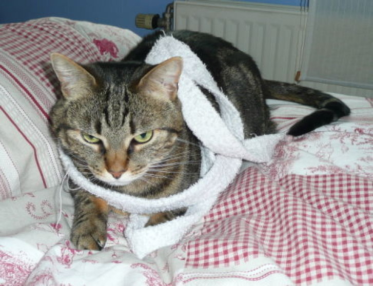 Picture of a cat / kitten / feline