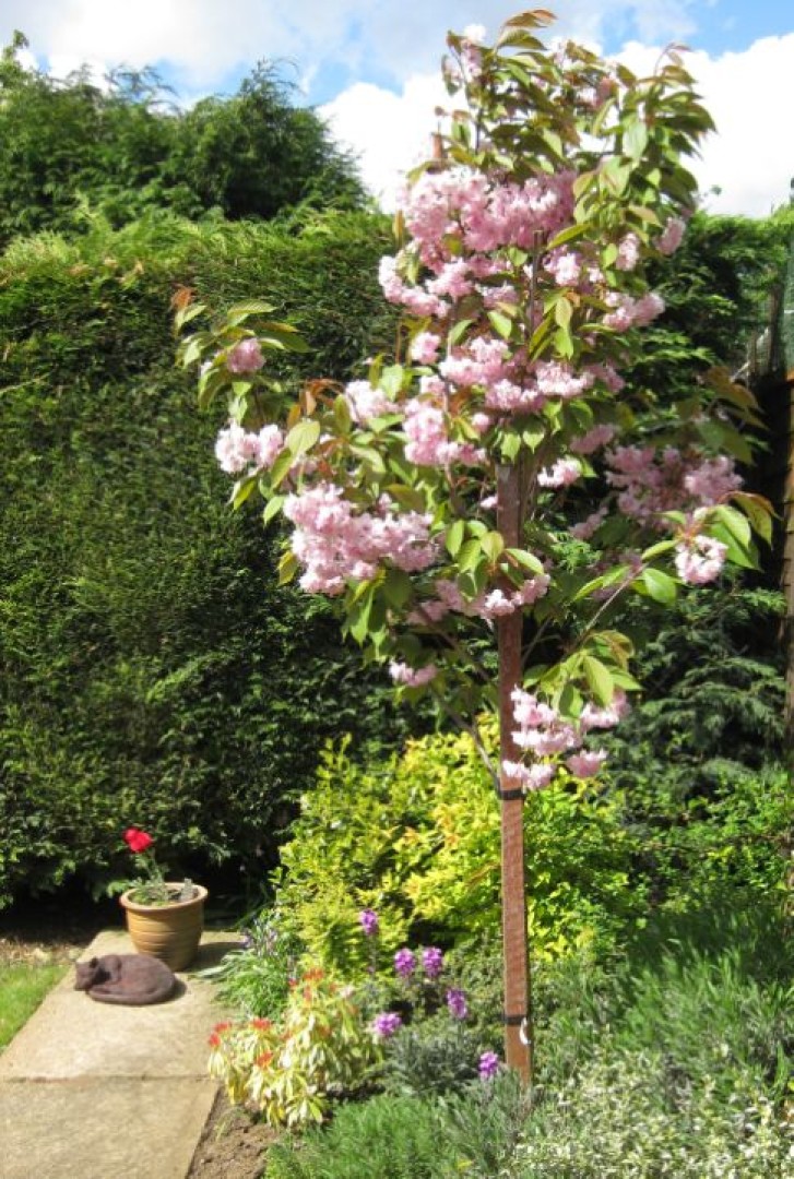 Picture of a cat / kitten / feline