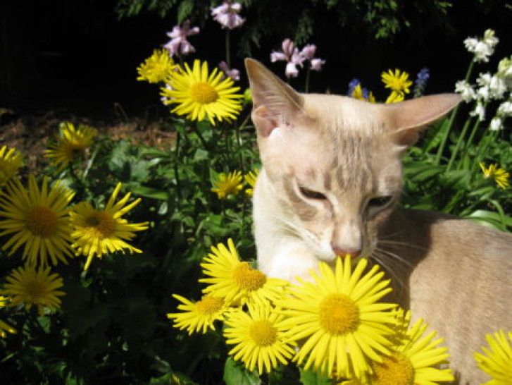 Picture of a cat / kitten / feline