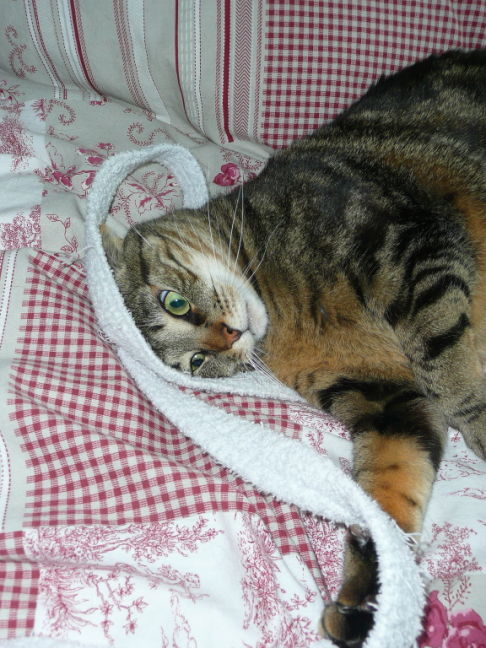 Picture of a cat / kitten / feline