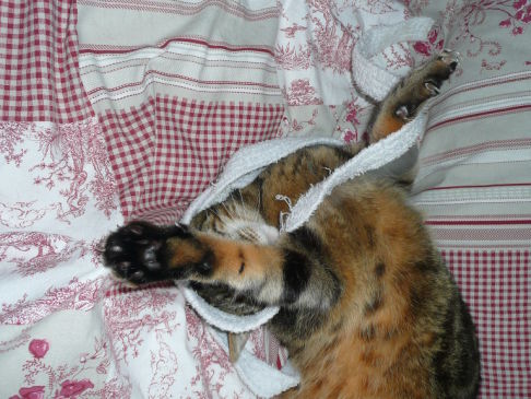 Picture of a cat / kitten / feline