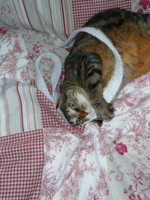 Picture of a cat / kitten / feline