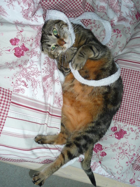 Picture of a cat / kitten / feline