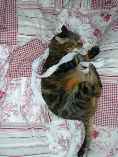 Picture of a cat / kitten / feline