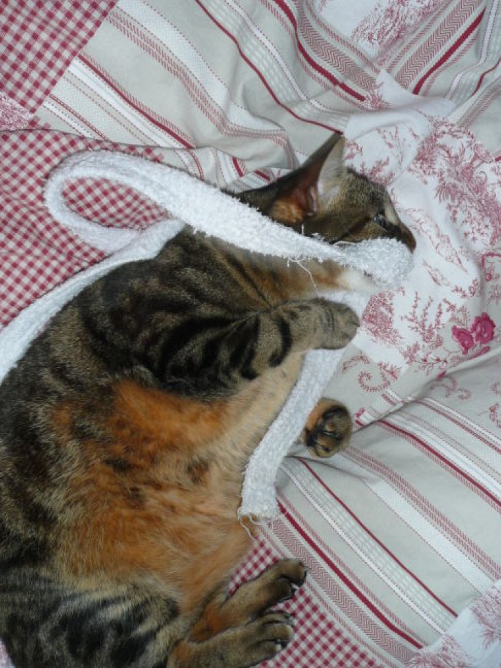 Picture of a cat / kitten / feline