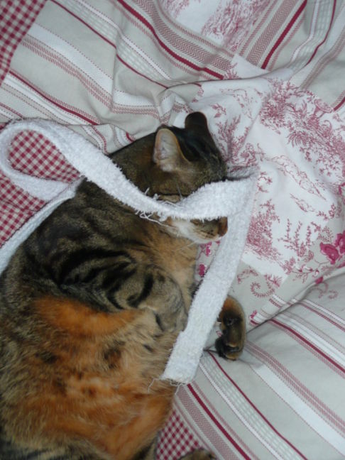 Picture of a cat / kitten / feline