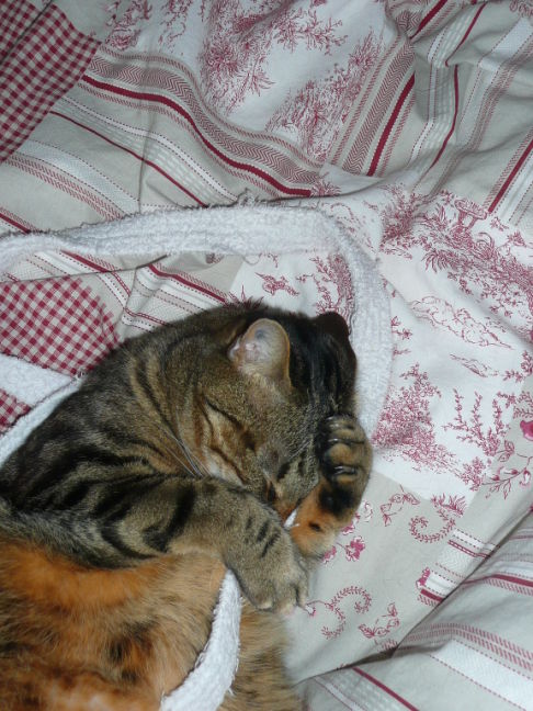 Picture of a cat / kitten / feline