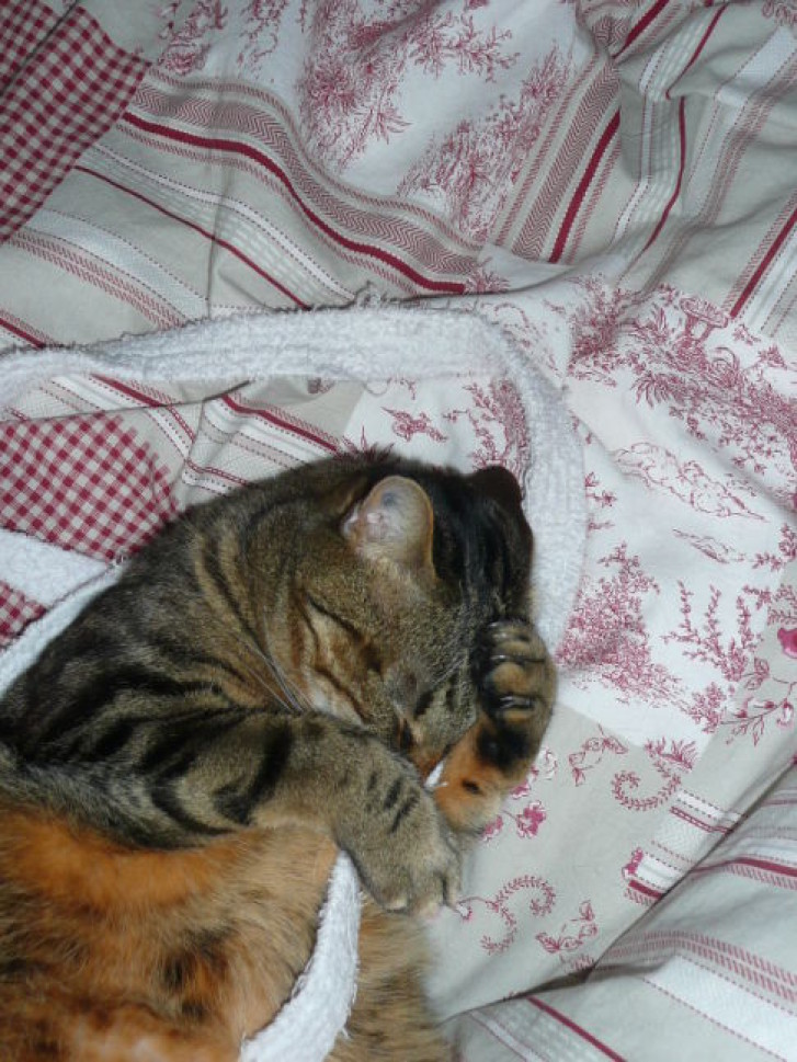 Picture of a cat / kitten / feline