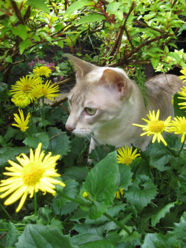 Picture of a cat / kitten / feline