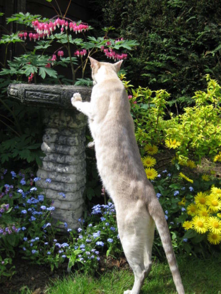 Picture of a cat / kitten / feline