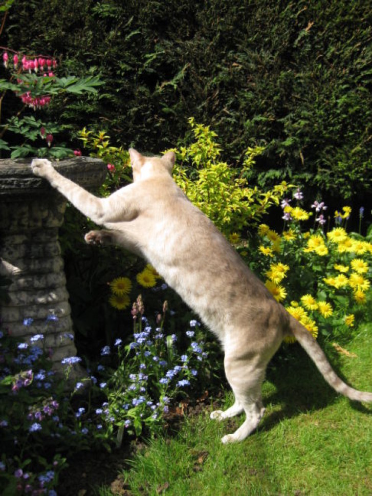 Picture of a cat / kitten / feline