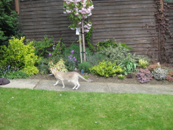 Picture of a cat / kitten / feline