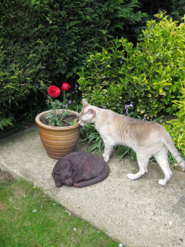 Picture of a cat / kitten / feline