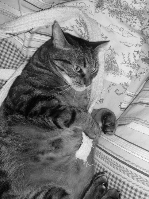 Picture of a cat / kitten / feline