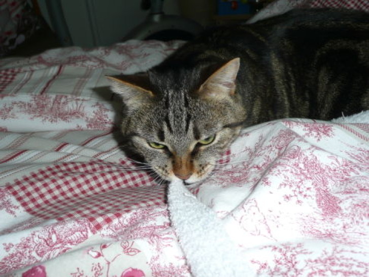 Picture of a cat / kitten / feline