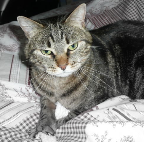 Picture of a cat / kitten / feline