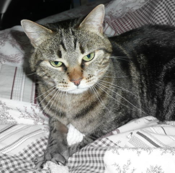 Picture of a cat / kitten / feline