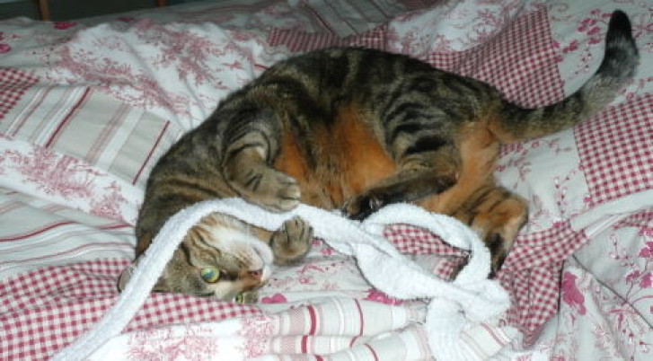 Picture of a cat / kitten / feline