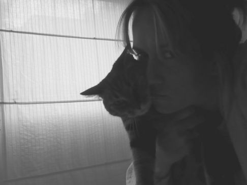 Picture of a cat / kitten / feline