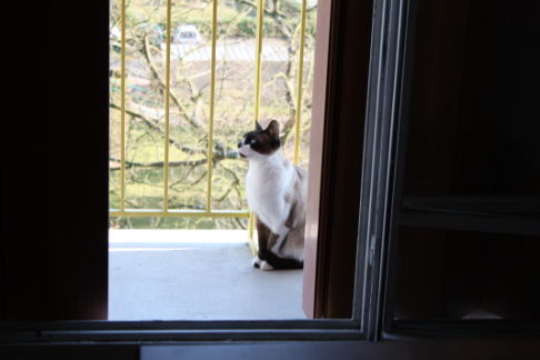 Picture of a cat / kitten / feline