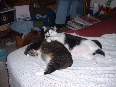 Picture of a cat / kitten / feline