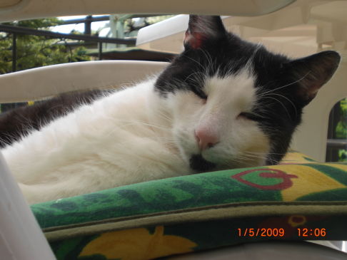 Picture of a cat / kitten / feline