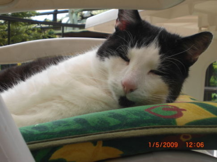 Picture of a cat / kitten / feline