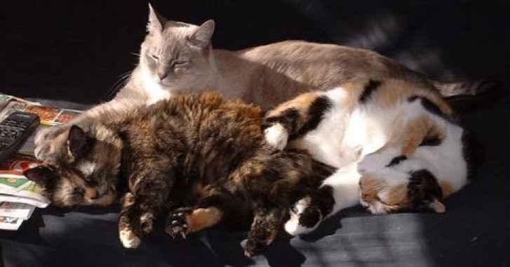 Picture of a cat / kitten / feline