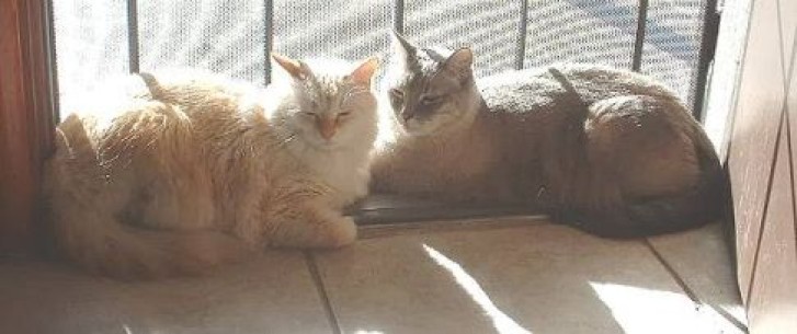 Picture of a cat / kitten / feline