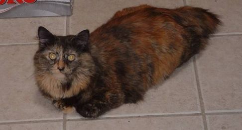 Picture of a cat / kitten / feline