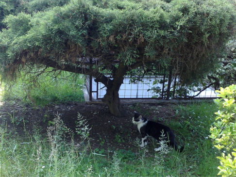 Picture of a cat / kitten / feline