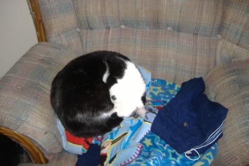 Picture of a cat / kitten / feline