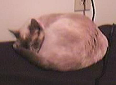 Picture of a cat / kitten / feline