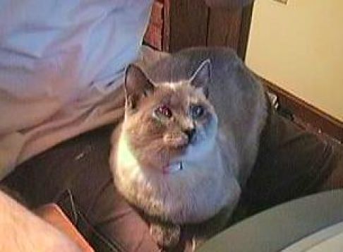 Picture of a cat / kitten / feline