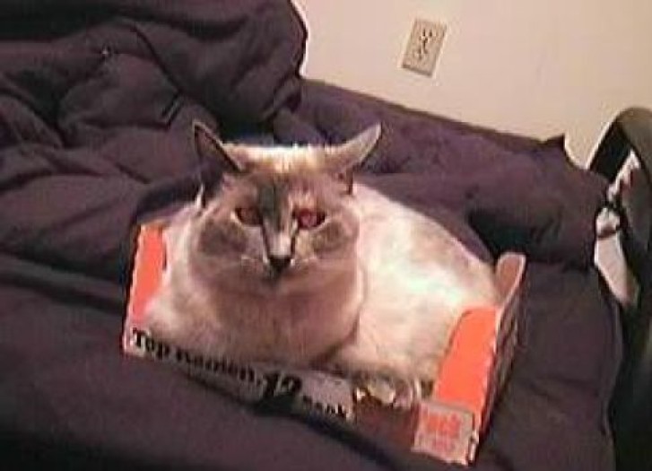 Picture of a cat / kitten / feline