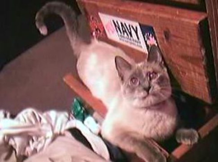 Picture of a cat / kitten / feline