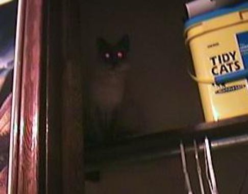 Picture of a cat / kitten / feline