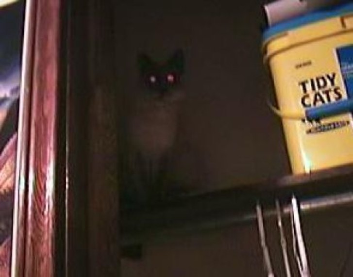 Picture of a cat / kitten / feline