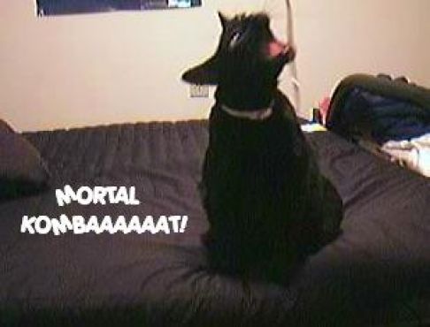 Picture of a cat / kitten / feline