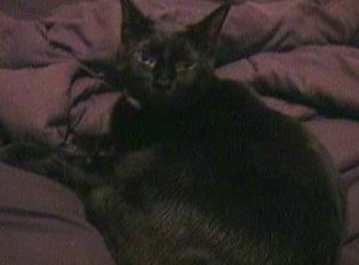 Picture of a cat / kitten / feline