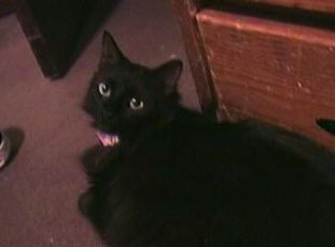 Picture of a cat / kitten / feline