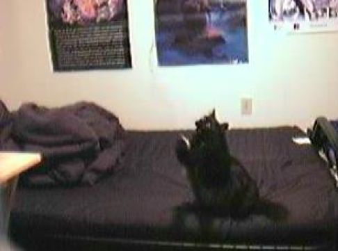 Picture of a cat / kitten / feline