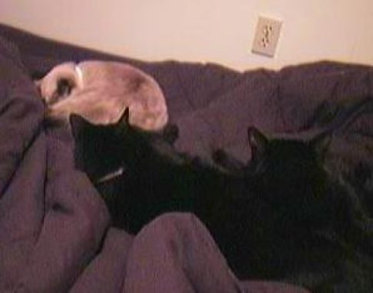 Picture of a cat / kitten / feline