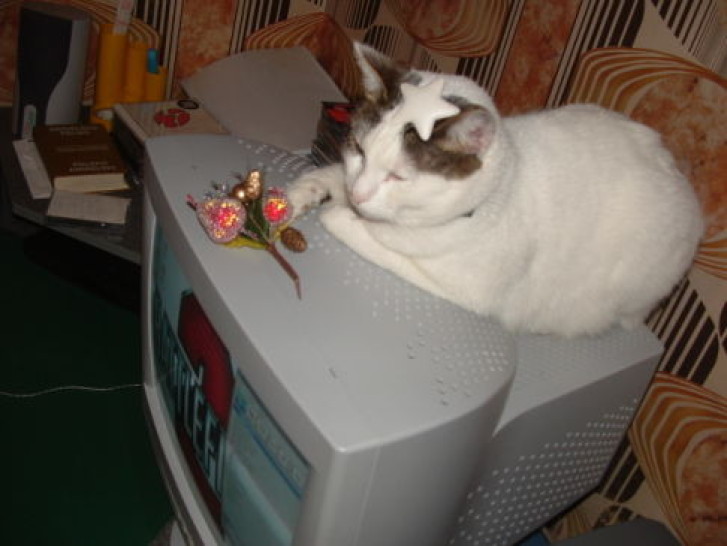 Picture of a cat / kitten / feline