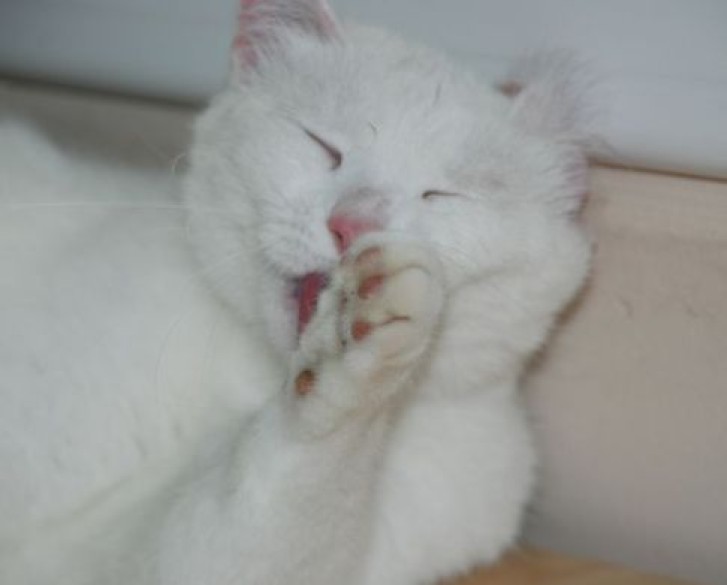 Picture of a cat / kitten / feline