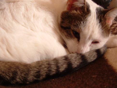 Picture of a cat / kitten / feline