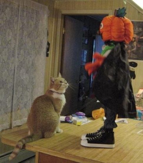 Picture of a cat / kitten / feline